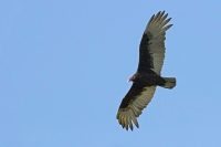 avvoltoio-collorosso