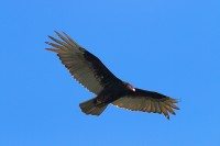 avvoltoio collorosso