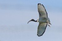 ibis sacro2
