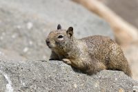 scoiattolo-terricolo-della-California